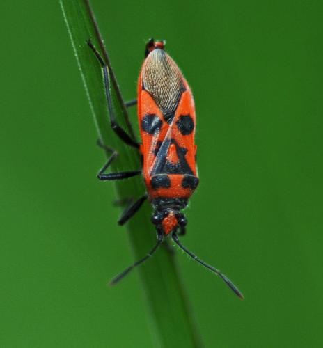 Corizus hyoscyami hyoscyami